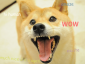 DogeShibes's picture