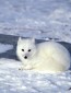 FoxWolf1's picture