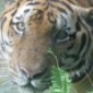 CuriosTiger's picture