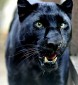 TheWyldePanther's picture