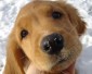 bills2dogs's picture